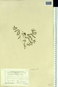 Oxytropis exserta Jurtzev, Siberia, Chukotka & Kamchatka (S7) (Russia)