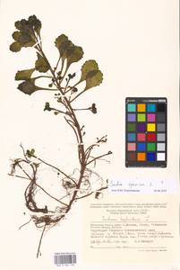 Phedimus spurius subsp. spurius, Eastern Europe, Moscow region (E4a) (Russia)
