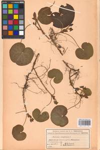 Asarum europaeum L., Eastern Europe, Moscow region (E4a) (Russia)