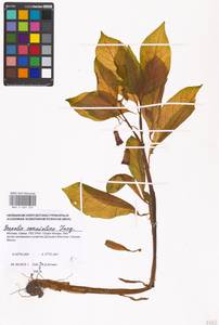 Scopolia carniolica Jacq., Eastern Europe, Moscow region (E4a) (Russia)
