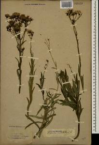 Hieracium umbellatum L., Eastern Europe, Eastern region (E10) (Russia)