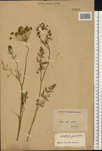 Anethum graveolens L., Eastern Europe, North Ukrainian region (E11) (Ukraine)