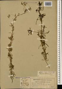 Galium spurium L., Caucasus, Dagestan (K2) (Russia)