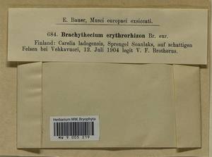 Brachythecium erythrorrhizon Schimp., Bryophytes, Bryophytes - Karelia, Leningrad & Murmansk Oblasts (B4) (Russia)