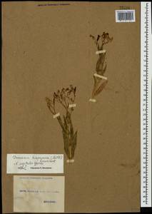 Gypsophila vaccaria (L.) Sm., Caucasus, Georgia (K4) (Georgia)