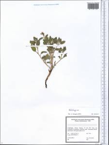 Heliotropium, Middle Asia, Syr-Darian deserts & Kyzylkum (M7) (Uzbekistan)