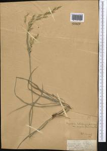 Piptatherum songaricum (Trin. & Rupr.) Roshev., Middle Asia, Dzungarian Alatau & Tarbagatai (M5) (Kazakhstan)