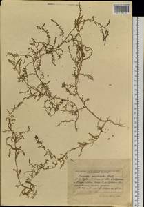 Suaeda prostrata Pall., Siberia, Altai & Sayany Mountains (S2) (Russia)