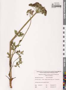 Magadania olaensis (Gorovoj & N. S. Pavlova) Pimenov & Lavrova, Siberia, Chukotka & Kamchatka (S7) (Russia)