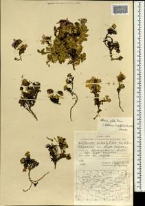 Allardia tridactylites (Kar. & Kir.) Sch. Bip., Mongolia (MONG) (Mongolia)