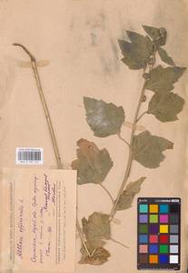 Althaea officinalis L., Eastern Europe, Middle Volga region (E8) (Russia)