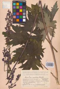 Aconitum septentrionale Koelle, Eastern Europe, Northern region (E1) (Russia)