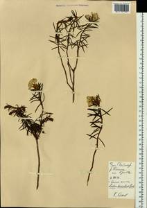 Rhododendron tomentosum (Stokes) Harmaja, Siberia, Central Siberia (S3) (Russia)