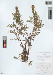 Artemisia gmelinii Weber ex Stechm., Siberia, Altai & Sayany Mountains (S2) (Russia)