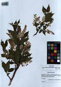 Prunus padus L., Siberia, Altai & Sayany Mountains (S2) (Russia)