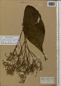 Limonium platyphyllum Lincz., Caucasus (no precise locality) (K0)