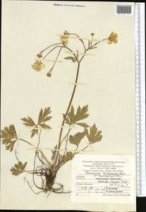 Ranunculus trichocarpus Boiss. & Kotschy, Middle Asia, Kopet Dag, Badkhyz, Small & Great Balkhan (M1) (Turkmenistan)