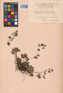 Alchemilla, Eastern Europe, Eastern region (E10) (Russia)