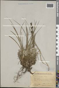 Carex bigelowii subsp. ensifolia (Turcz. ex Gorodkov) Holub, Siberia, Altai & Sayany Mountains (S2) (Russia)