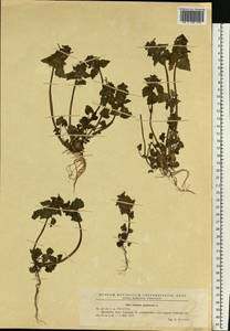 Lamium purpureum L., Eastern Europe, Moldova (E13a) (Moldova)