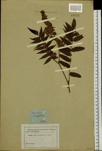 Sorbaria sorbifolia (L.) A. Braun, Siberia, Altai & Sayany Mountains (S2) (Russia)