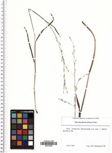 Glyceria notata Chevall., Eastern Europe, Middle Volga region (E8) (Russia)