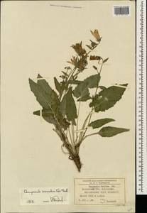 Campanula sarmatica Ker Gawl., Caucasus, Krasnodar Krai & Adygea (K1a) (Russia)