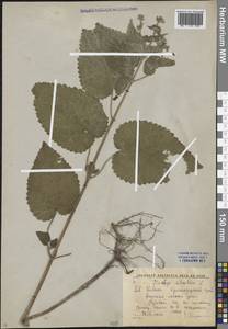 Stachys sylvatica L., Caucasus, Krasnodar Krai & Adygea (K1a) (Russia)