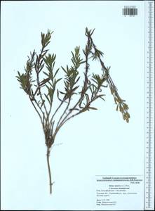 Silene tatarica (L.) Pers., Eastern Europe, Central region (E4) (Russia)