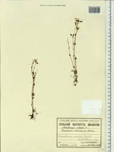 Saxifraga sibirica L., Siberia, Western Siberia (S1) (Russia)