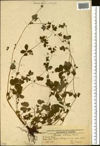 Potentilla centigrana Maxim., Siberia, Russian Far East (S6) (Russia)