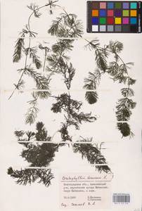 Ceratophyllum demersum L., Eastern Europe, Lower Volga region (E9) (Russia)