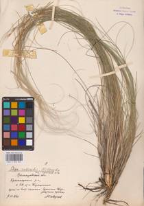 Stipa zalesskii Wilensky, Eastern Europe, Lower Volga region (E9) (Russia)