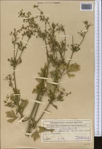 Apium graveolens L., Middle Asia, Syr-Darian deserts & Kyzylkum (M7) (Kazakhstan)