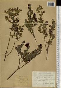 Salix myrtilloides L., Siberia, Russian Far East (S6) (Russia)