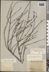 Scutellaria albida subsp. colchica (Rech.f.) J.R.Edm., Caucasus, Georgia (K4) (Georgia)