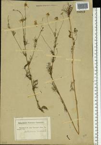 Tripleurospermum inodorum (L.) Sch.-Bip, Eastern Europe, Central forest-and-steppe region (E6) (Russia)