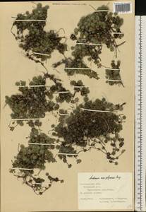 Androsace villosa subsp. koso-poljanskii (Ovcz.) Fed., Eastern Europe, Central forest-and-steppe region (E6) (Russia)