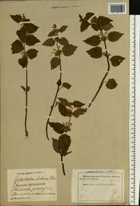 Lamium galeobdolon subsp. galeobdolon, Eastern Europe, Latvia (E2b) (Latvia)