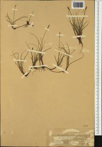 Carex rupestris All., Western Europe (EUR) (Norway)