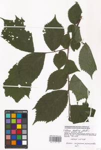Ulmus glabra, Eastern Europe, Moscow region (E4a) (Russia)