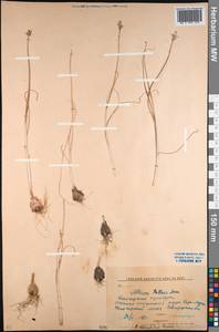 Allium pallasii Murray, Middle Asia, Northern & Central Kazakhstan (M10) (Kazakhstan)