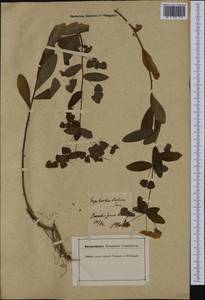 Euphorbia characias subsp. wulfenii (Hoppe ex W.D.J.Koch) Radcl.-Sm., Western Europe (EUR) (Switzerland)
