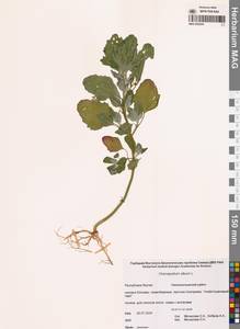 Chenopodium album L., Siberia, Yakutia (S5) (Russia)