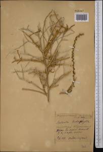 Halothamnus subaphyllus (C. A. Mey.) Botsch., Middle Asia, Karakum (M6) (Turkmenistan)