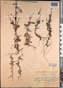 Teucrium scordium L., Middle Asia, Northern & Central Kazakhstan (M10) (Kazakhstan)