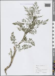 Daucus carota L., Crimea (KRYM) (Russia)