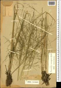 Puccinellia distans (Jacq.) Parl., Caucasus, Armenia (K5) (Armenia)