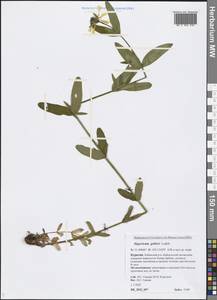 Hypericum ascyron subsp. gebleri (Ledeb.) N. Robson, Siberia, Baikal & Transbaikal region (S4) (Russia)