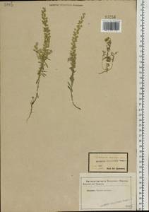Alyssum alyssoides (L.) L., Eastern Europe, Central forest-and-steppe region (E6) (Russia)